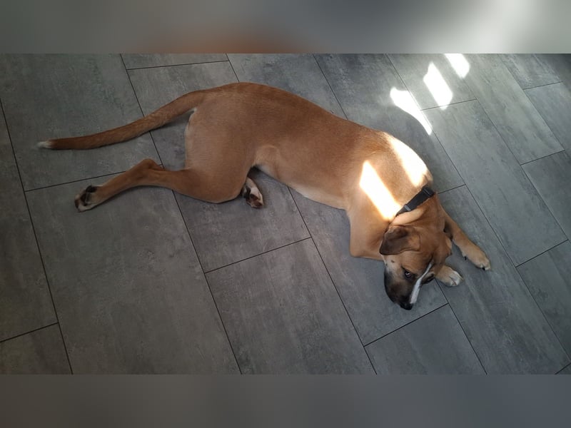 Cane Corso Mischlingshündin 8.5 Monate