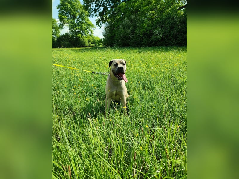 Cane Corso Italiano