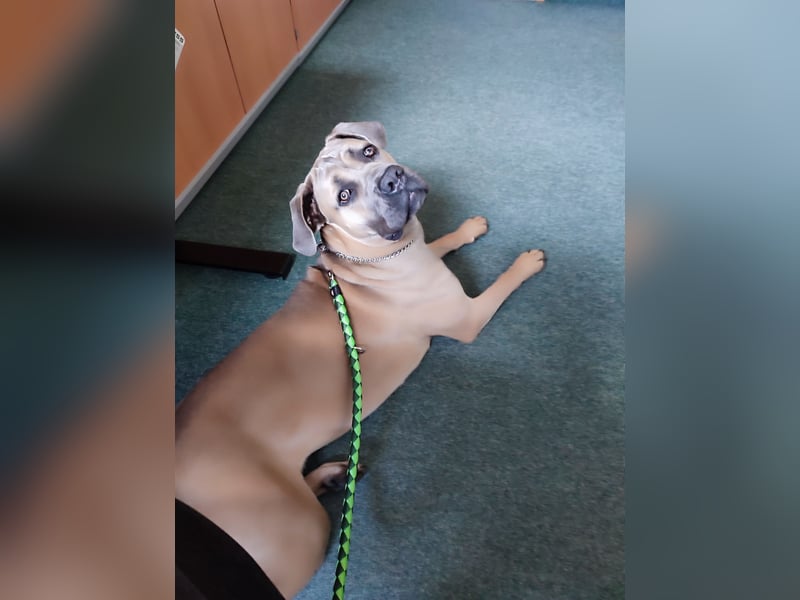 Cane Corso Italiano