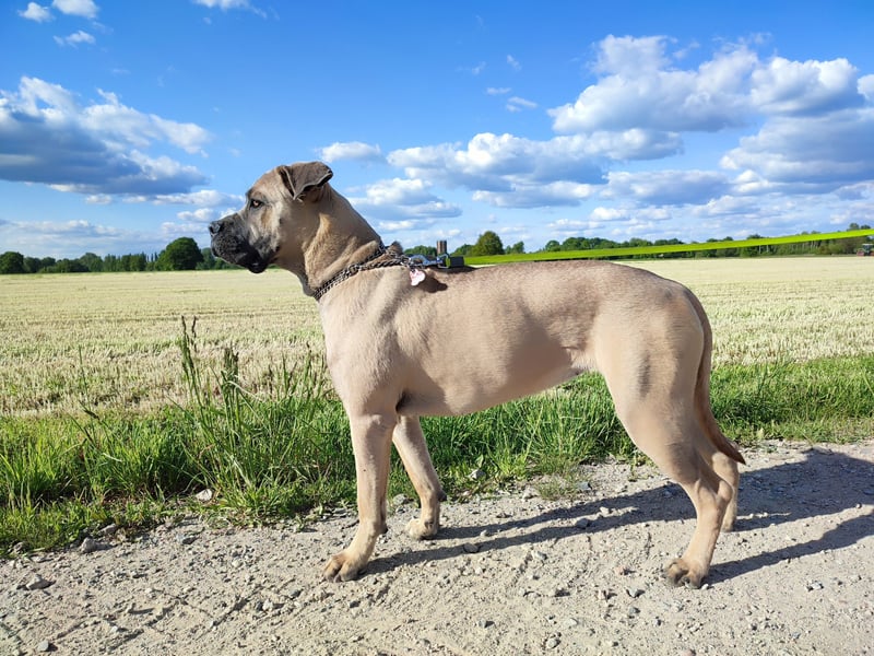 Cane Corso Italiano