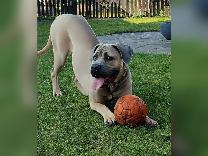 Cane Corso Italiano