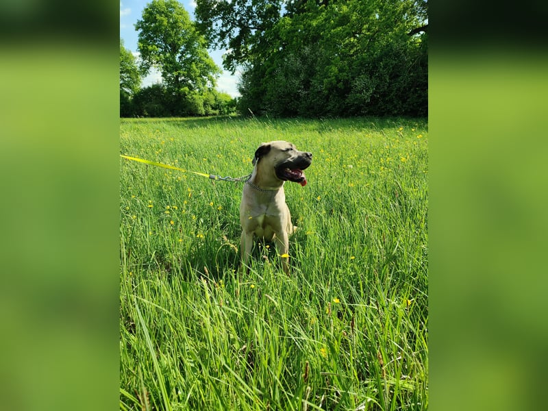 Cane Corso Italiano