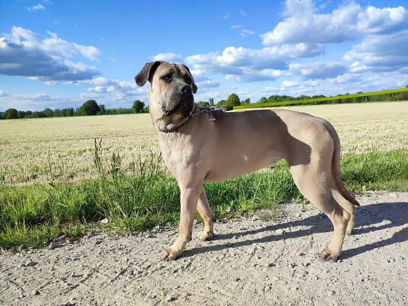 Cane Corso Italiano
