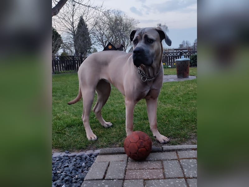 Cane Corso Italiano