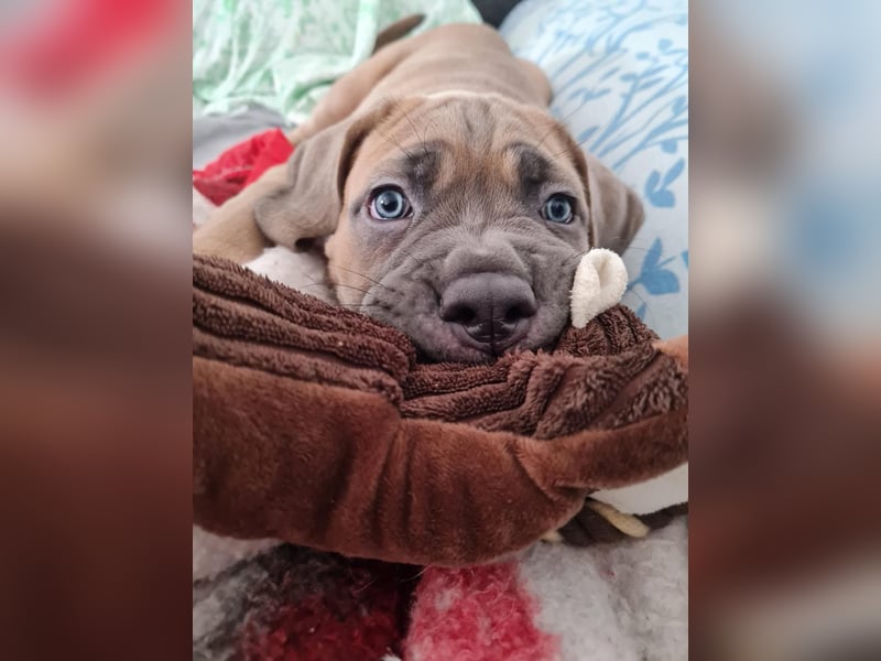 Wunderschöne Cane Corso Hündin (geboren am 20.03.25) sucht ab sofort ein liebevolles Zuhause