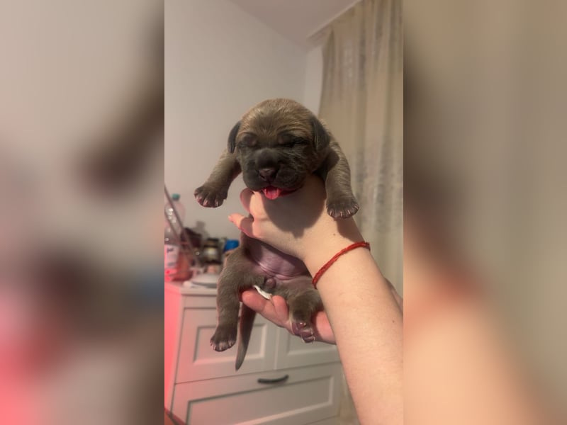 Wunderschöne Cane Corso Hündin (geboren am 20.03.25) sucht ab sofort ein liebevolles Zuhause