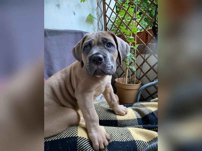 Wunderschöne Cane Corso Hündin (geboren am 20.03.25) sucht ab sofort ein liebevolles Zuhause