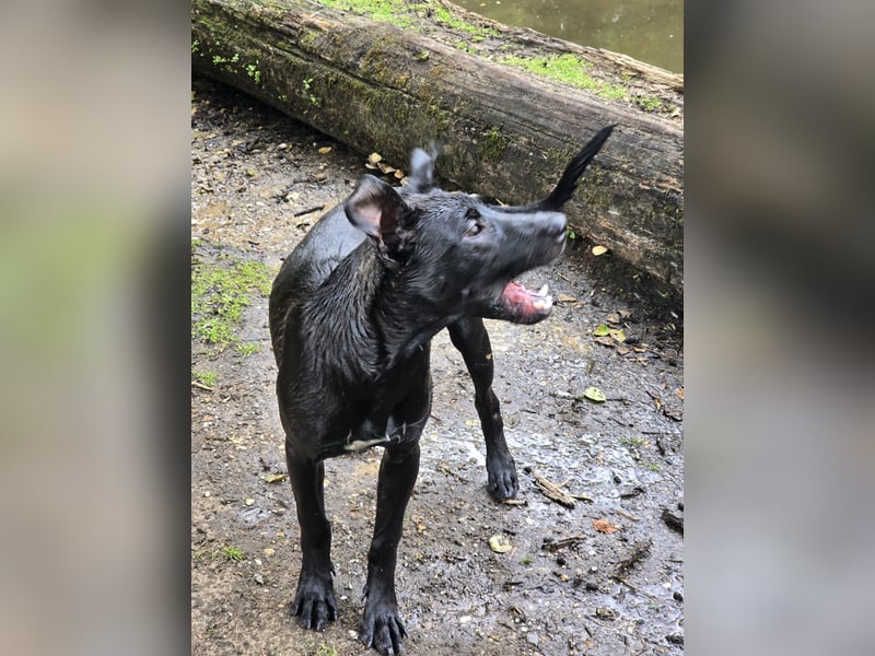 Cane Corso Mix Luna