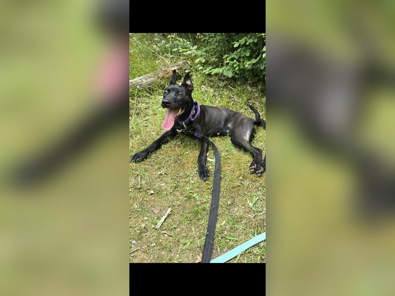 Cane Corso Mix Luna