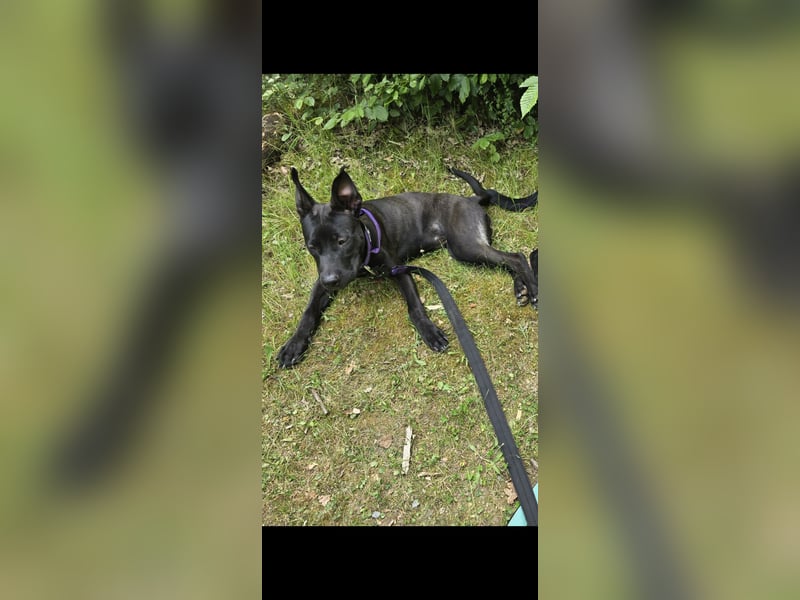Cane Corso Mix Luna