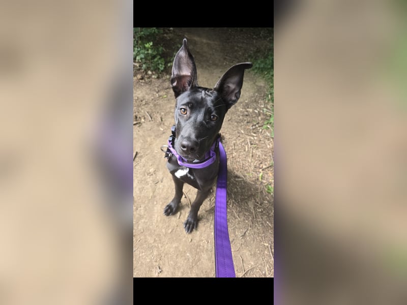 Cane Corso Mix Luna
