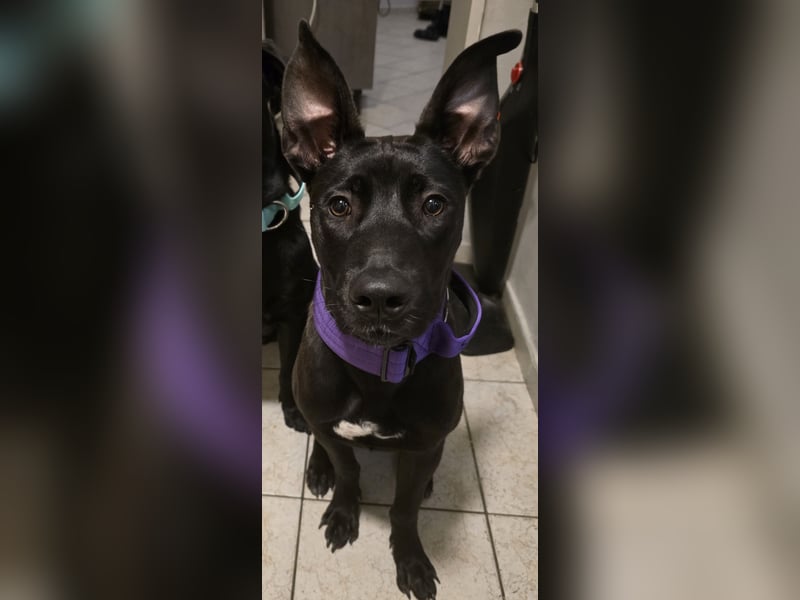 Cane Corso Mix Luna