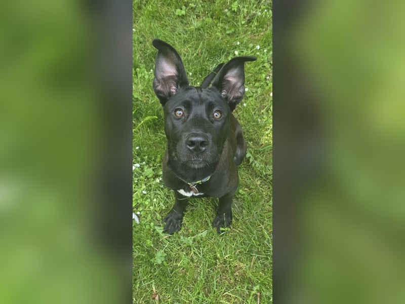 Cane Corso Mix Luna