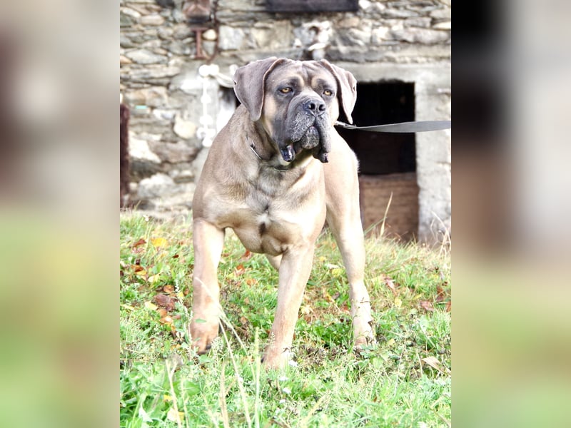 Echte reinrassige, formentino Cane Corso Welpen 