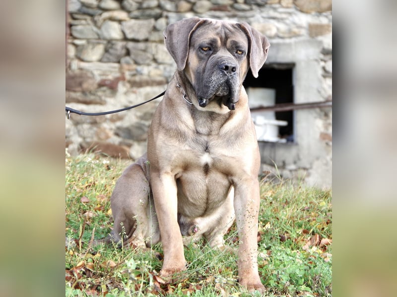 Echte reinrassige, formentino Cane Corso Welpen 