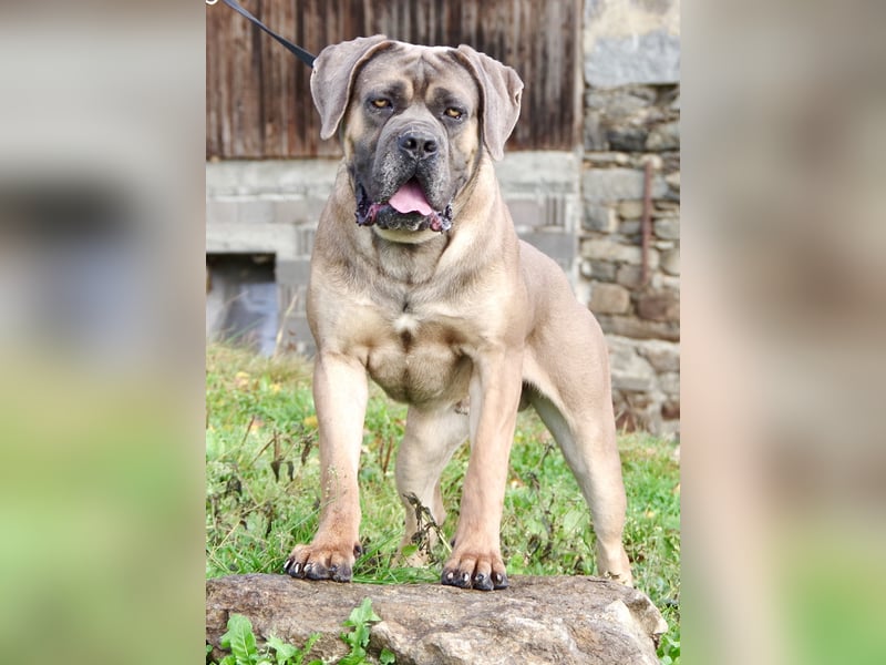 Echte reinrassige, formentino Cane Corso Welpen 