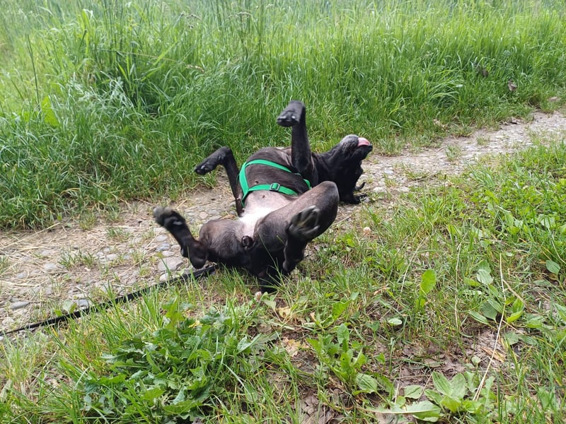 süße Arena auf Pflegestelle in Ravensburg wünscht sich ihr Zuhause