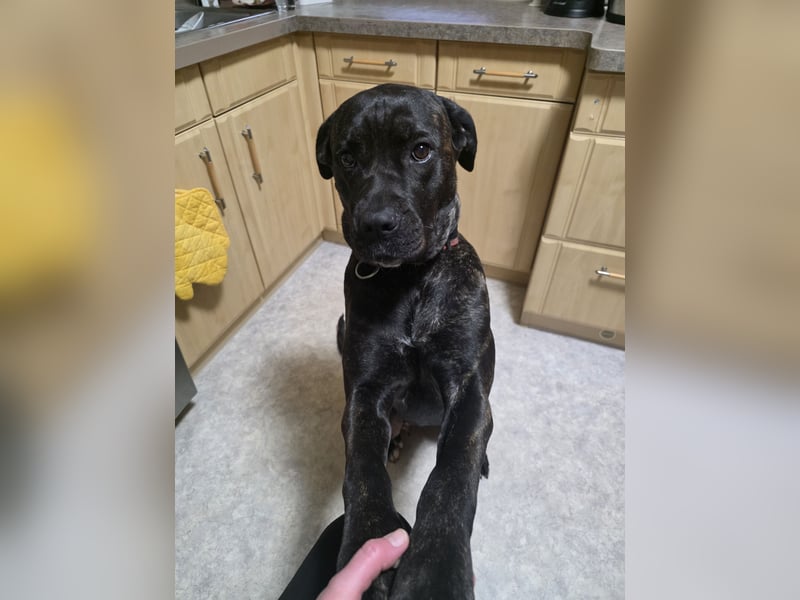 Cane Corso Hündinn zu verkaufen