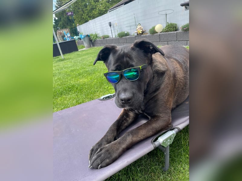 liebevolle Cane Corso Hündin