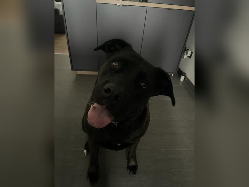 liebevolle Cane Corso Hündin