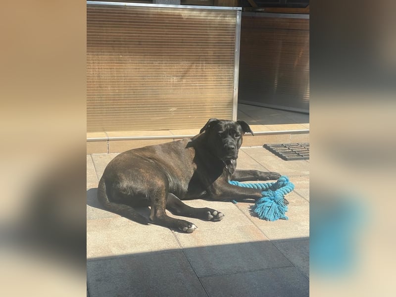 liebevolle Cane Corso Hündin