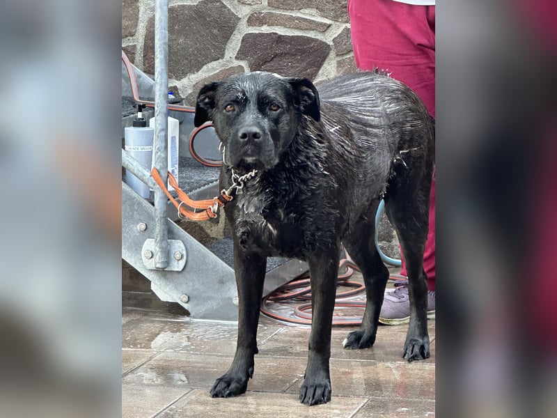 liebevolle Cane Corso Hündin