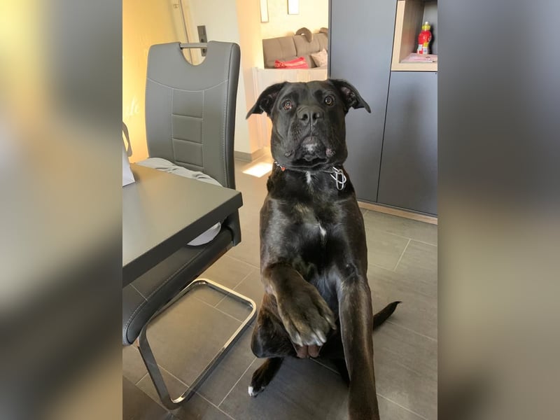 liebevolle Cane Corso Hündin