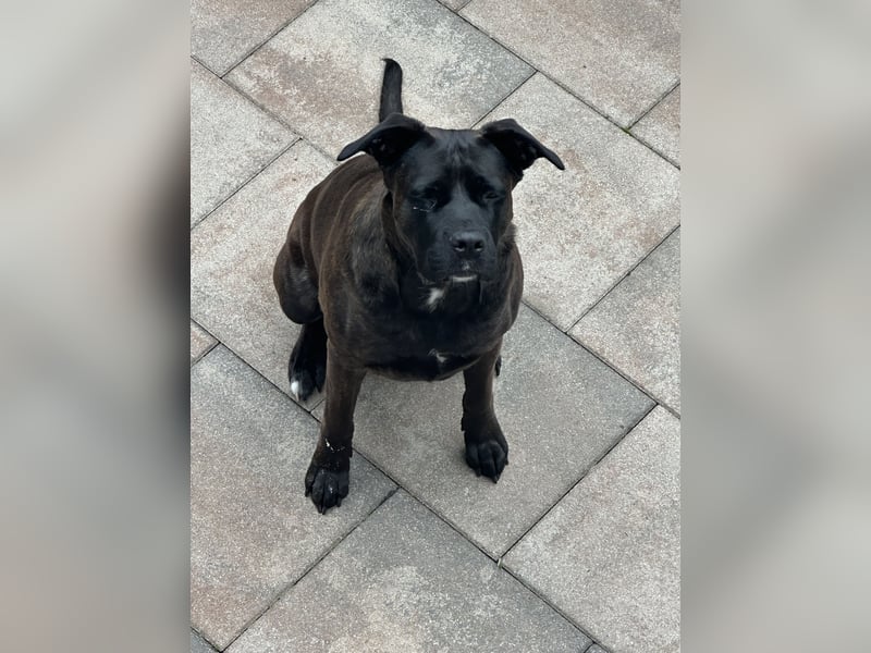 liebevolle Cane Corso Hündin