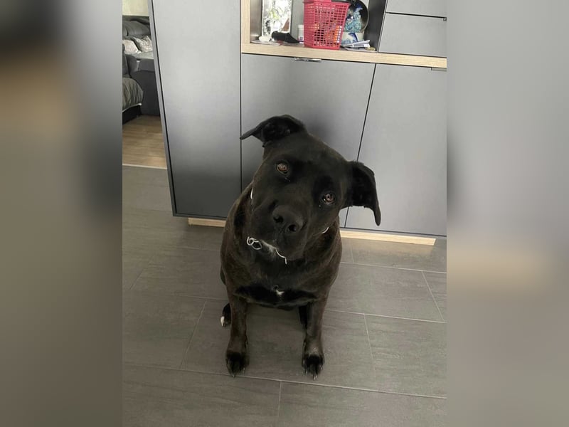 liebevolle Cane Corso Hündin