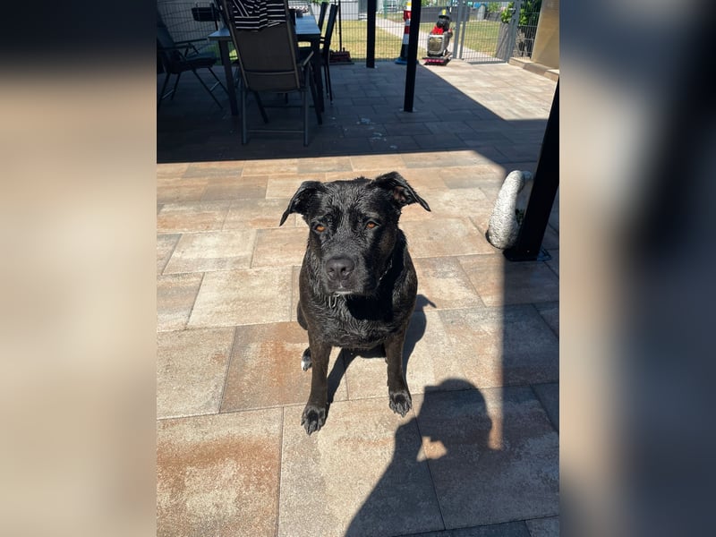liebevolle Cane Corso Hündin