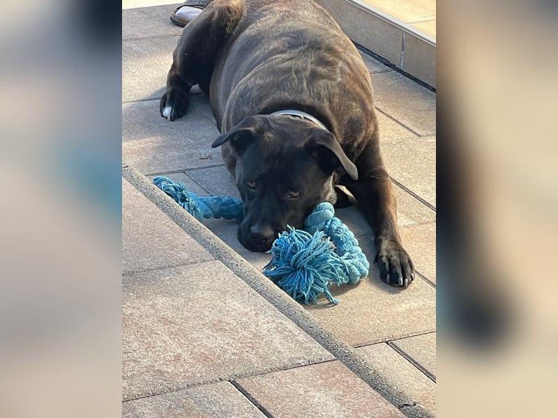 liebevolle Cane Corso Hündin