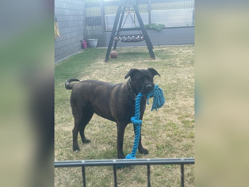 liebevolle Cane Corso Hündin