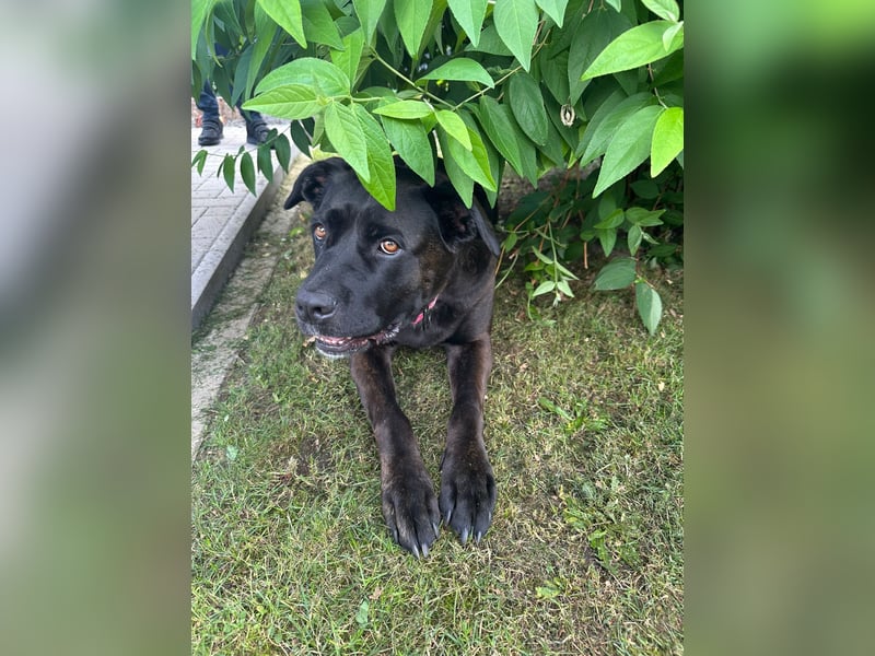 liebevolle Cane Corso Hündin