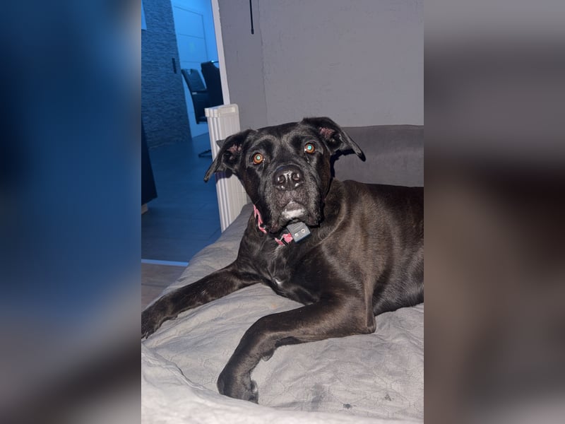 liebevolle Cane Corso Hündin