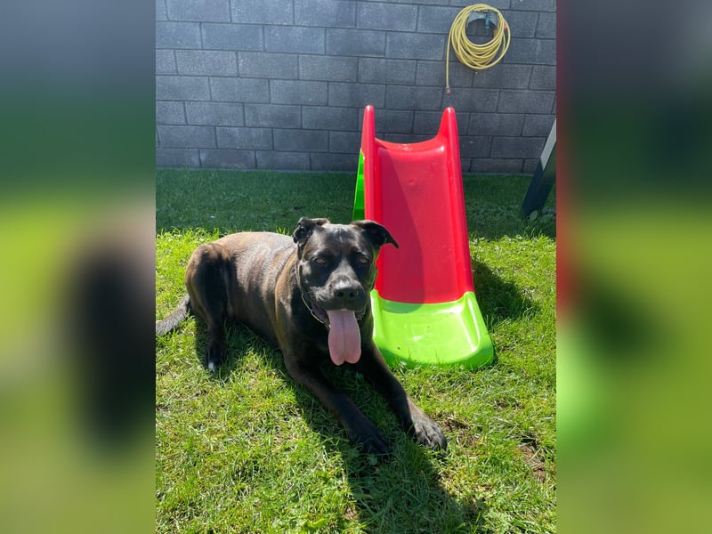 liebevolle Cane Corso Hündin