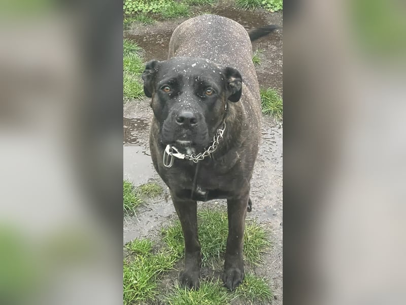 liebevolle Cane Corso Hündin