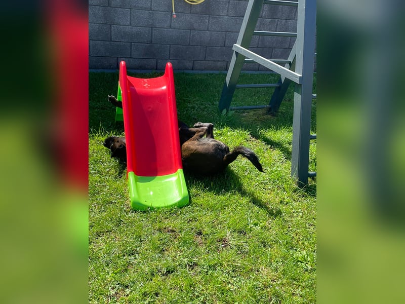 liebevolle Cane Corso Hündin
