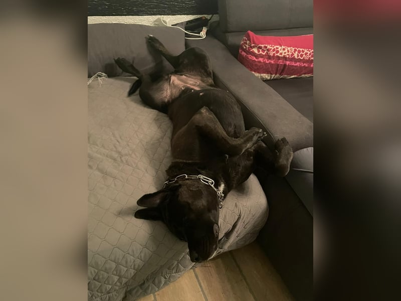 liebevolle Cane Corso Hündin