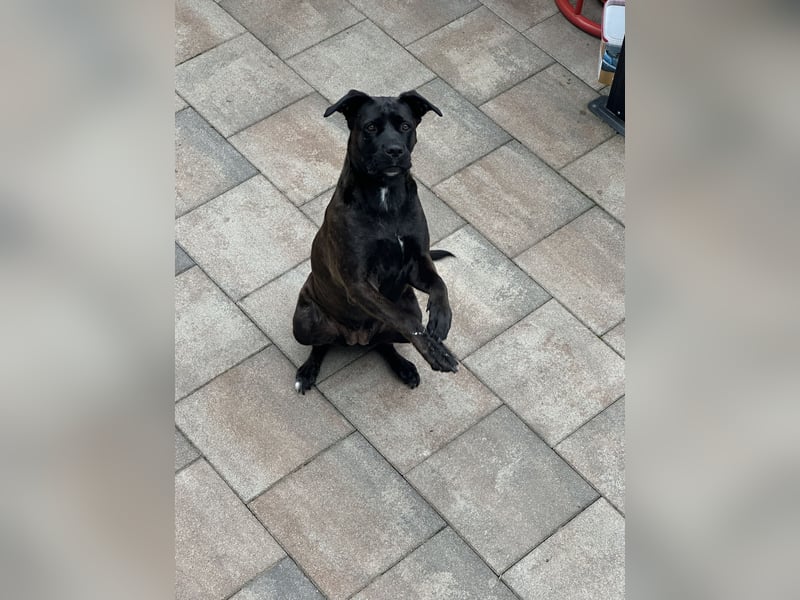 liebevolle Cane Corso Hündin