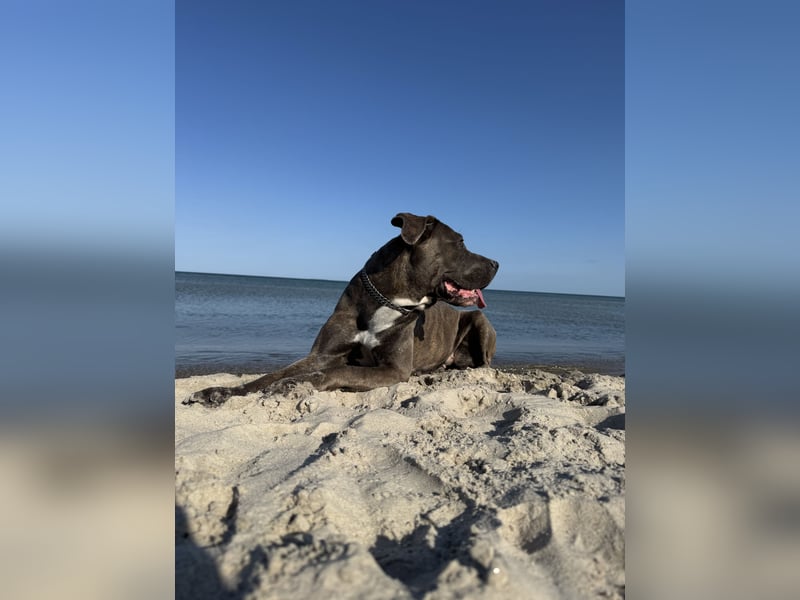 Cane Corso Nala