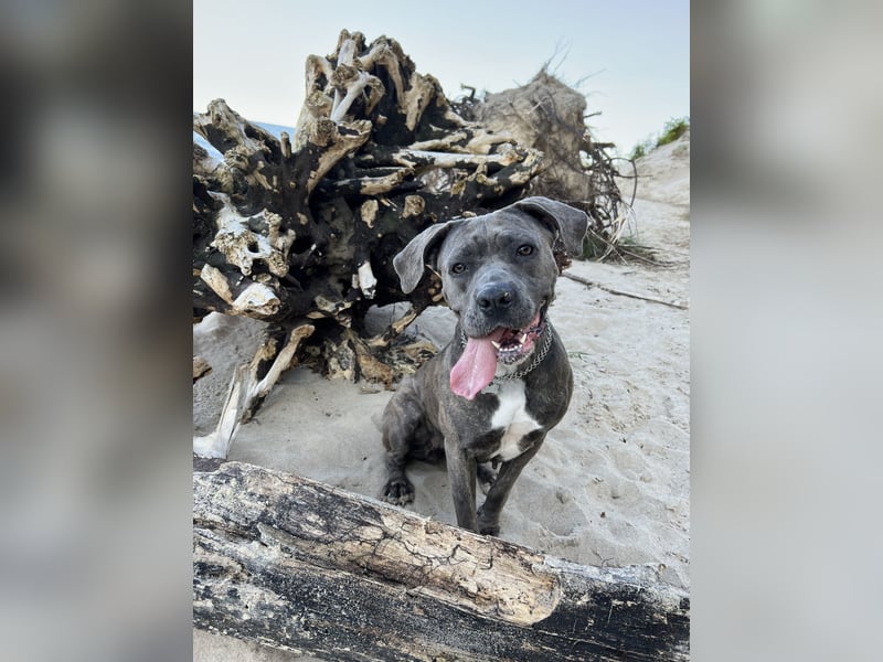 Cane Corso Nala