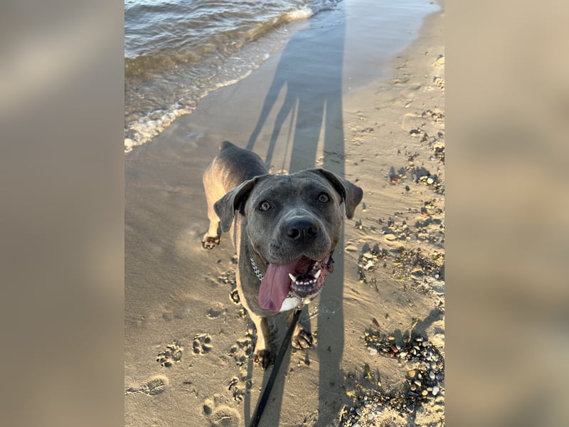 Cane Corso Nala