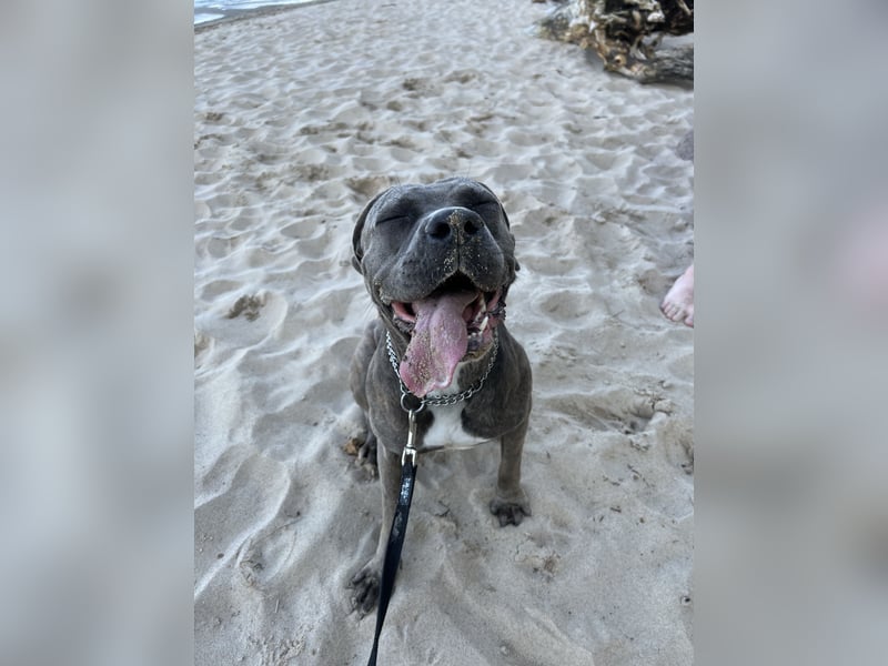 Cane Corso Nala