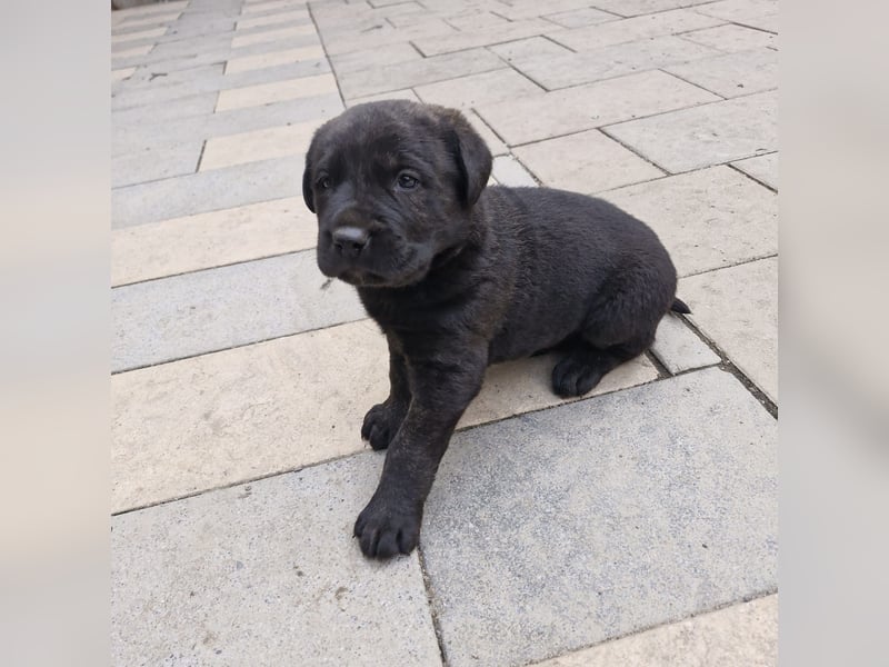 Cane Corso x Schäferhund