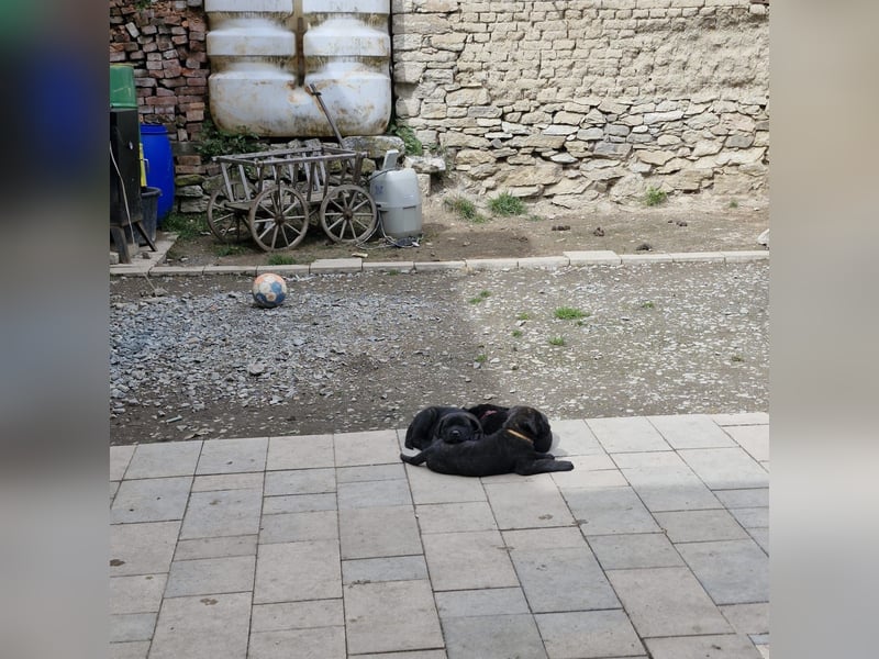 Cane Corso x Schäferhund