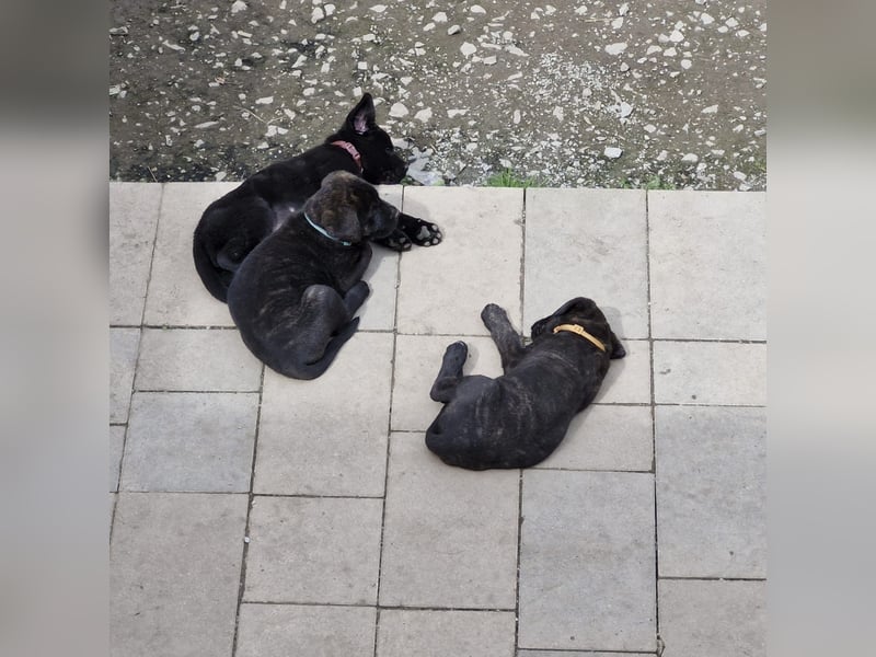 Cane Corso x Schäferhund
