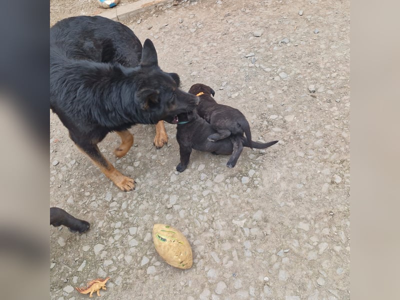Cane Corso x Schäferhund