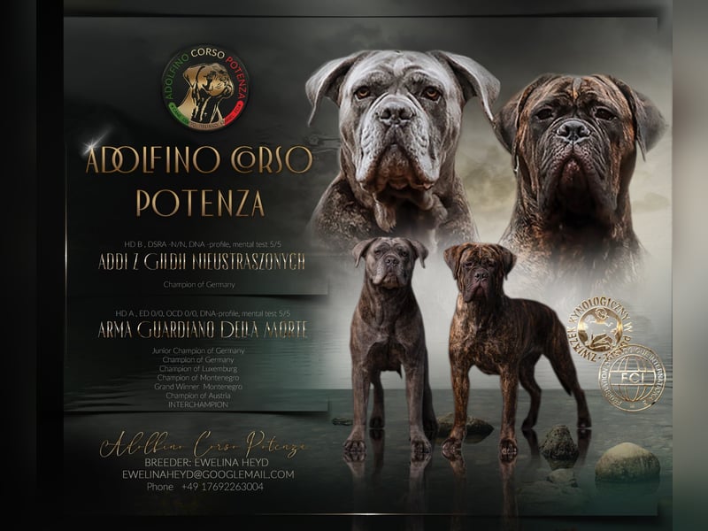 Cane Corso Italiano Mädchen