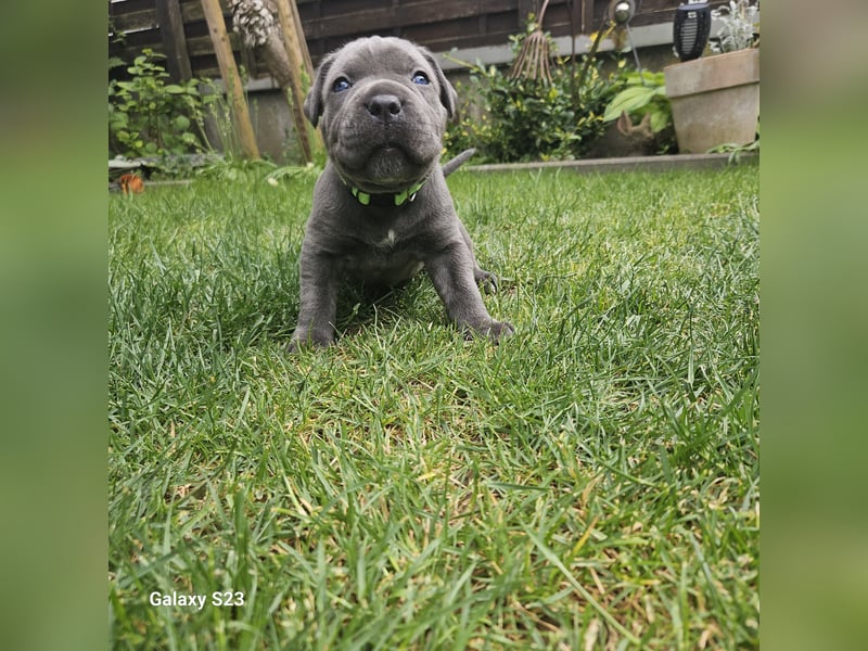 Cane Corso Italiano Mädchen
