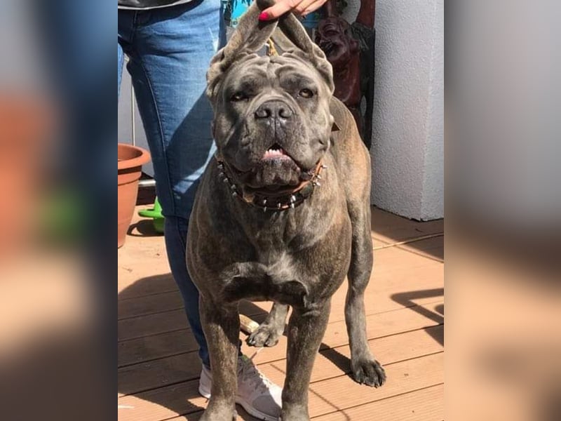 Cane Corso Italiano Mädchen